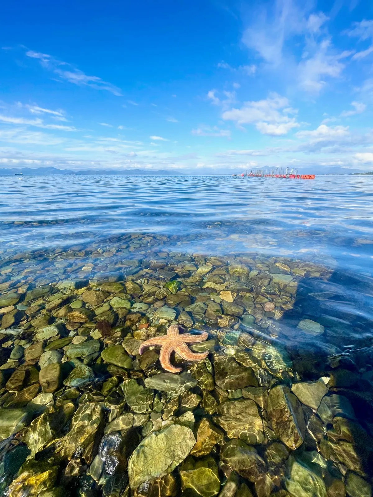 Оранжевая морская звезда на гальке в прозрачной воде у городского берега
