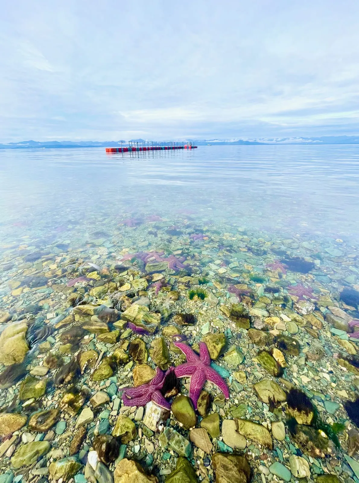 Фиолетовые морские звёзды на камнях в прозрачной воде, вдали красный понтон и горы